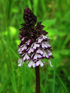 Orchis purpurea